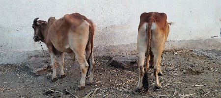 બળદ વેચવાના છે
