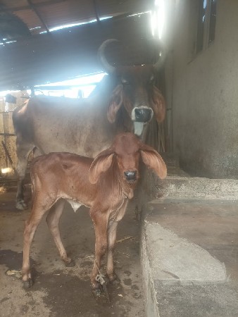 ગાય વેચવાની છે