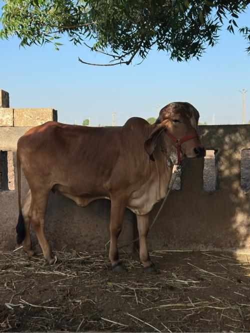 વાસડી