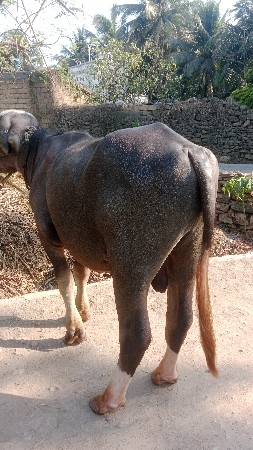 પાડો વેચવાનો છે