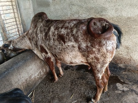 ગાય વેસવાની સે