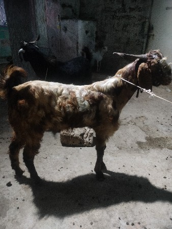 bakra dewa na che
