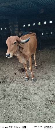 આ હોડકી વેચવાની છે