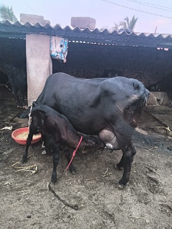 વેચવાની છે