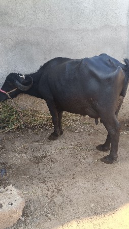 ત્રીજું વેતર વ્યાસે