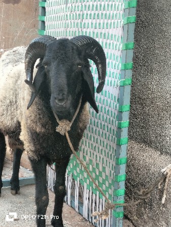 ઘેટો વેચવાનો છે 17 મહિનાનો છે પહાડ