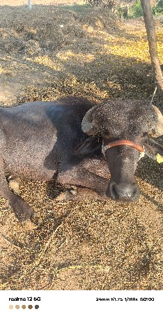 ખળલી