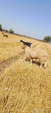 ઘેટો વેચવાનો છે