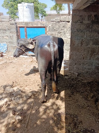 પાડો વેચવાનો