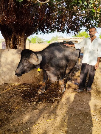 તીજુ વેતર