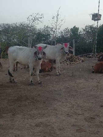 ગોઢલા વેચવાના છે