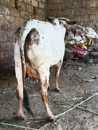 કાબરી ગાય વેચવાની