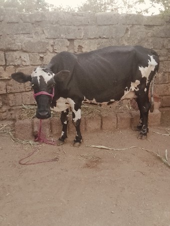 hf ગાય વેચવાની છે