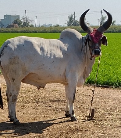 ગોઢલો વેચવાનો છે પેલધરો