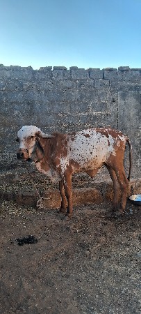 ગીર ગાય ની વાછડી (હોડકી) વેચવાની