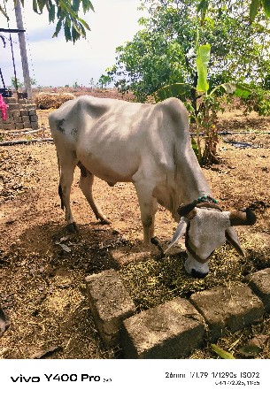 ગાય વેચવાની છે