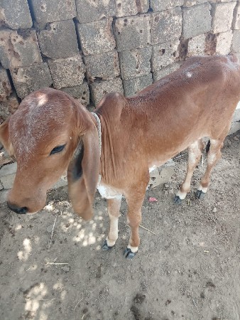 ગાય વેશવાનીછે