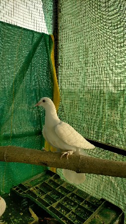 પઠા છે 3