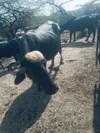 ભેસવેચવાની છે