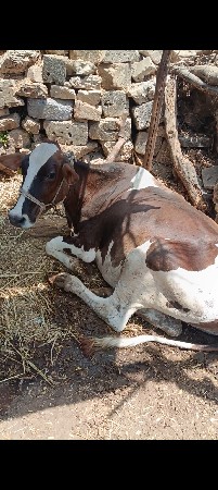 એસેફ વાછડી