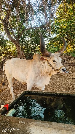 બળદ 3 ધર નો વેચવાનો છે