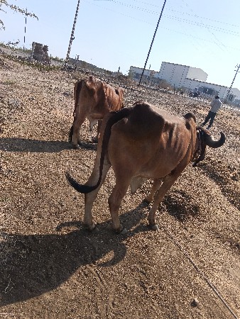 ટીમલી