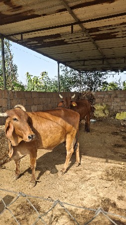 વેચવાની છે