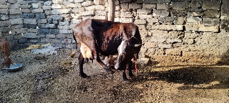કોષ ગાય વેશવાની છે
