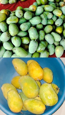 કેરી લેવા માટે સંપર્ક કરો.