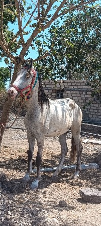 આ વસેરી વેસવાની સે બાલ ભમરીની સોકી