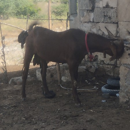 વેચવા ના છે બે બકરા છે