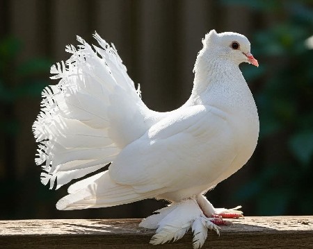 ફુલ ઉડાન