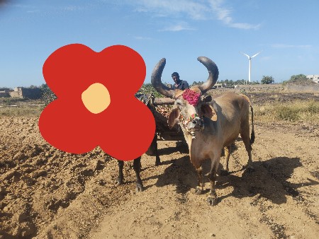 BARDHA VESVANO SE