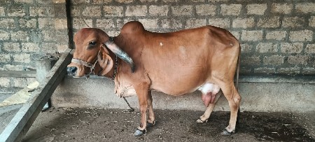 ગીર ગાય વેશવાની છે