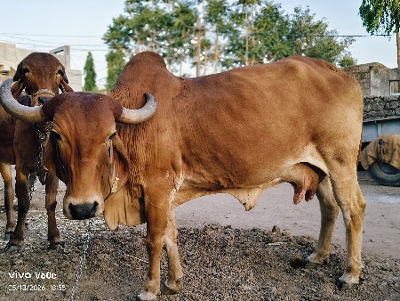 ગીર ગાય વેચવાની છે