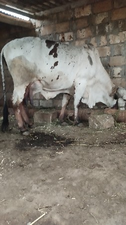 9909312675