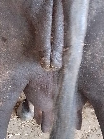 ભેશવેશવાનીછેબિજુવેતરછેદશબારદીનિ