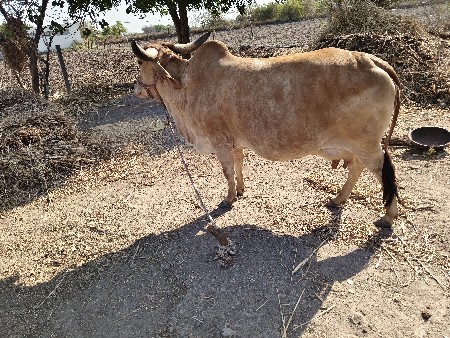 ગાય વેચવાની છે