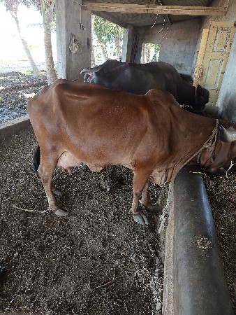 ગાય વેચવાની છે
