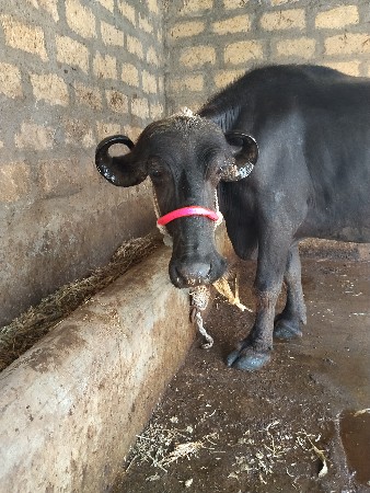 પેલવેતરી ખડેલી વેચવાની સે