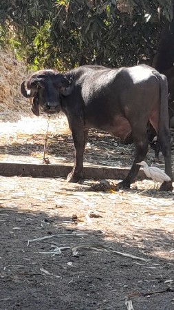 હા પાડો વેચવાનો છે