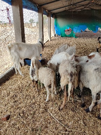 70 gheta bakra vechvana che