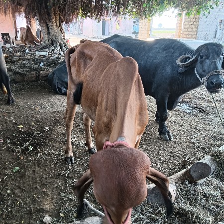 ગીર હોડકી ગાય વેચવાની છે