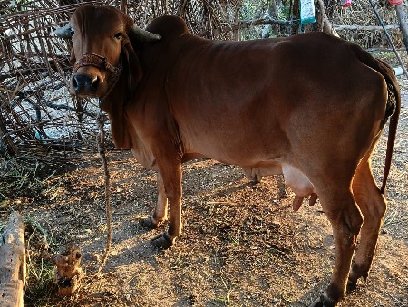veshavani se