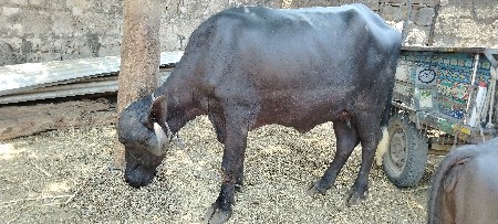 ભેંશ વેચવાની છે.