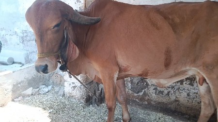 ગાય ને વાછડી વેચવાની છે