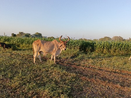 આ બળદ વેચવાના છે