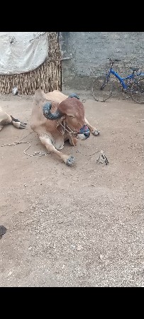 બળદ