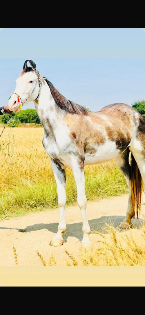 ghodi