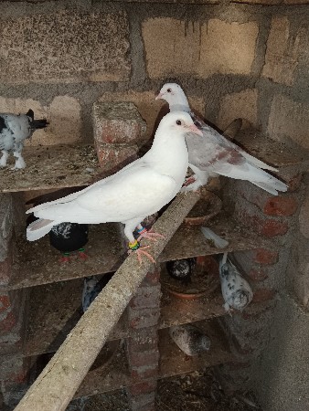 આ કબુતર વેચવાના છે